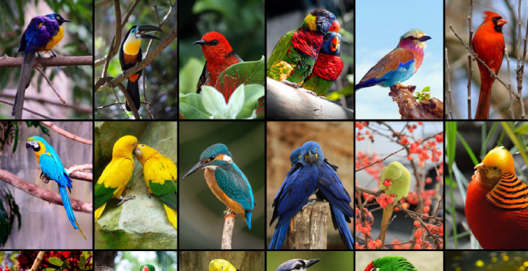 Image That Showing The Portraits of Beautiful and Colorful Pet Birds Collection.